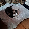 Fripouille a rejoint le concours — aidez-le/la à gagner de superbes lots ! animal, bed, bedroom, black_and_white_cat, blanket, cat, cushion, elephant_pattern, feline, furniture, home, indoors, lying_down, pet, pillow, portrait, quilt, relaxed, textile, tile_floor