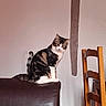 alert, animal, black_and_white, cat, chair, fluffy, furniture, home_decor, indoors, leather, living_room, pet, portrait, rustic, sitting, tabby_cat, wall, white_paws, wooden_beam, wooden_chair