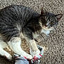 Michi is registered to the contest to win money with this photo: cat, gray_cat, white_paws, carpet, sock, human_foot, playful, pet, indoor, fur, whiskers, paw, claws, domestic_cat, looking, cute, animal, pet_interaction, relaxed, curious