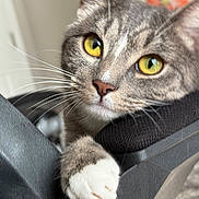 Michi is registered to the contest to win money with this photo: cat, tabby_cat, close_up, yellow_eyes, paw, whiskers, indoor, pet, feline, curious, grey_fur, white_paw, texture, blurred_background, colorful, resting, animal, portrait, domestic_cat, soft_light