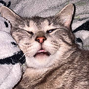 Ceecee is registered to the contest to win money with this photo: cat, tabby, sleepy, close_up, animal, pet, feline, whiskers, fur, blanket, cozy, cute, face, ears, nostrils, mouth, pink_nose, relaxed, indoor, resting