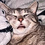 cat, tabby, sleepy, close_up, animal, pet, feline, whiskers, fur, blanket, cozy, cute, face, ears, nostrils, mouth, pink_nose, relaxed, indoor, resting