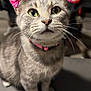 Ceecee joined the competition — help win amazing prizes! cat, tabby, pink_collar, pink_bows, green_eyes, whiskers, indoor, couch, blanket, pet, feline, closeup, cute, curious, fur, animal, domestic, portrait, sitting, indoor_lighting
