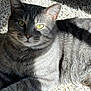 Ceecee joined the competition — help win amazing prizes! cat, tabby, gray_cat, pet, animal, feline, indoor, carpet, sunlight, shadow, fur, whiskers, relaxed, close_up, green_eyes, mammal, cute, domestic_animal, laying, resting