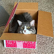 Yami is registered to the contest to win money with this photo: animal, box_lid, cardboard_box, carpet, cat, cozy, curious, cute, ears, feline, fluffy, fur, gray_cat, home, indoor, looking, pet, sitting, whiskers, white_markings