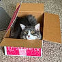 cat, cardboard_box, carpet, pet, feline, indoor, curious, fluffy, gray_cat, white_markings, animal, cute, cozy, home, box_lid, sitting, looking, whiskers, ears, fur