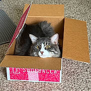 Yami is registered to the contest to win money with this photo: cat, box, carpet, fluffy, gray, white, pet, indoor, animal, curious, resting, feline, cardboard, eyes, ears, whiskers, cute, cozy, home, sitting