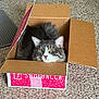 cat, box, carpet, fluffy, gray, white, pet, indoor, animal, curious, resting, feline, cardboard, eyes, ears, whiskers, cute, cozy, home, sitting