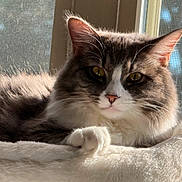 Yami is registered to the contest to win money with this photo: cat, fluffy, pet, window, sunlight, resting, soft_bed, indoor, feline, closeup, whiskers, ears, paw, relaxed, fur, domestic_animal, natural_light, cozy, portrait, animal