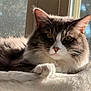 Yami is registered to the contest to win money with this photo: cat, fluffy, pet, window, sunlight, resting, soft_bed, indoor, feline, closeup, whiskers, ears, paw, relaxed, fur, domestic_animal, natural_light, cozy, portrait, animal