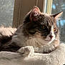 Yami is registered to the contest to win money with this photo: cat, fluffy, pet, animal, window, sunlight, bed, resting, indoor, feline, fur, whiskers, paw, relaxed, cozy, closeup, looking, daylight, domestic, cute