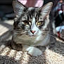 Yami is registered to the contest to win money with this photo: cat, pet, animal, feline, close_up, indoor, carpet, sunlight, shadow, whiskers, ears, face, fur, relaxing, resting, domestic, cute, portrait, blurred_background, home