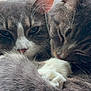 cat, cats, gray_cat, white_cat, feline, sleeping, snuggling, fur, whiskers, close_up, pet, animal, cute, domestic_cat, cozy, resting, companion, indoors, soft, peaceful