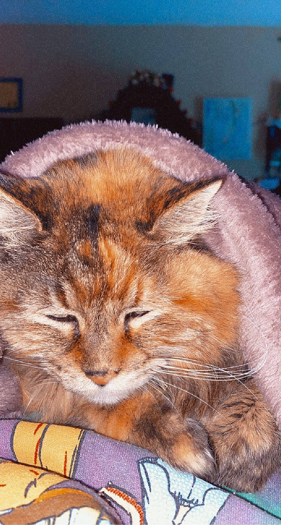 Alley is registered to the contest to win money with this photo: british_longhair, carnivore, cat, domestic_short_haired_cat, fawn, felidae, flooring, fur, grass, nap, sleep, small_to_medium_sized_cats, snout, tail, terrestrial_animal, whiskers, wood