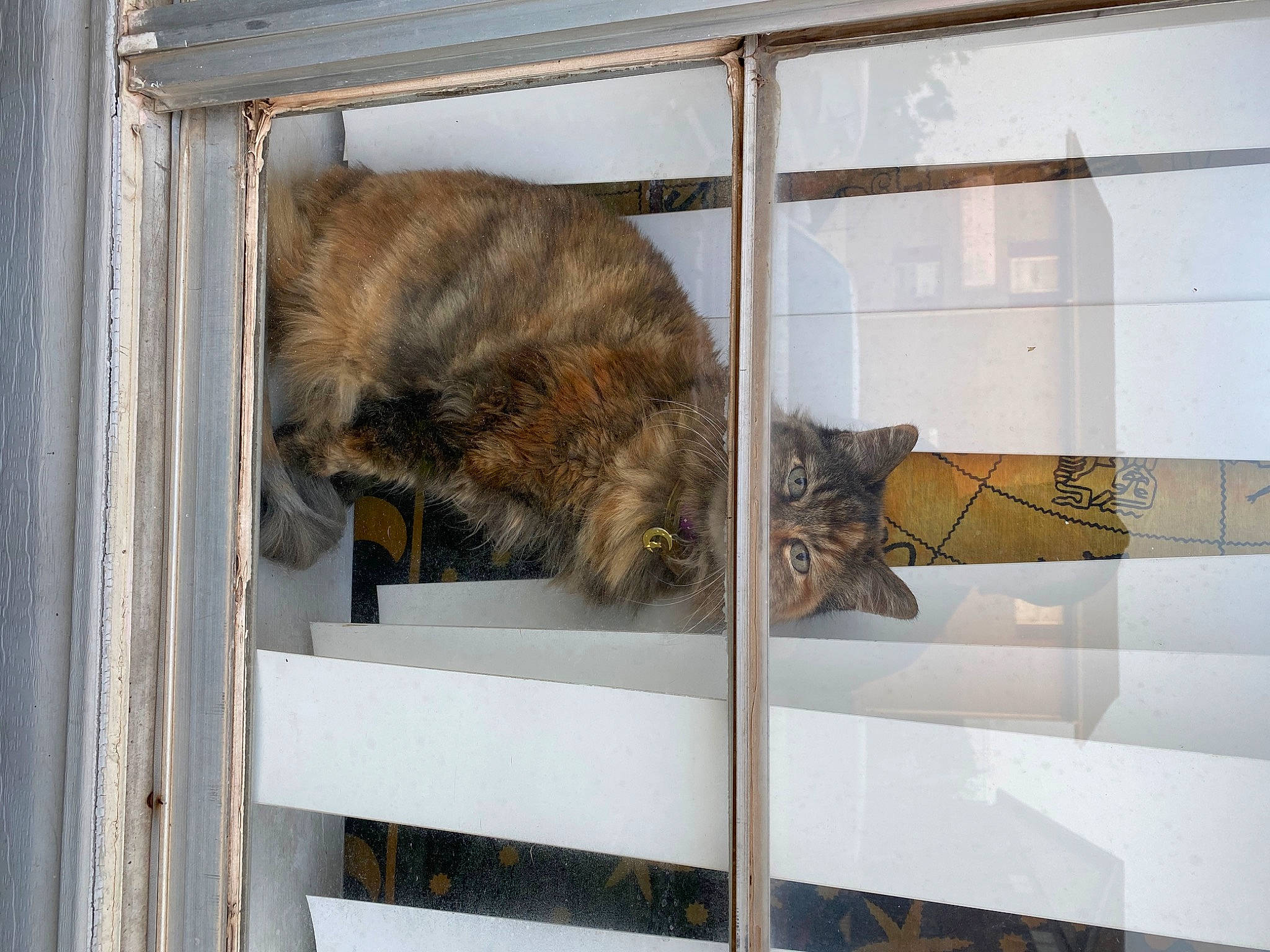 Alley joined the competition — help win amazing prizes! animal_shelter, carnivore, cat, domestic_short_haired_cat, door, felidae, fur, mammal, pet_supply, rectangle, small_to_medium_sized_cats, tail, terrestrial_animal, vertebrate, whiskers, wood