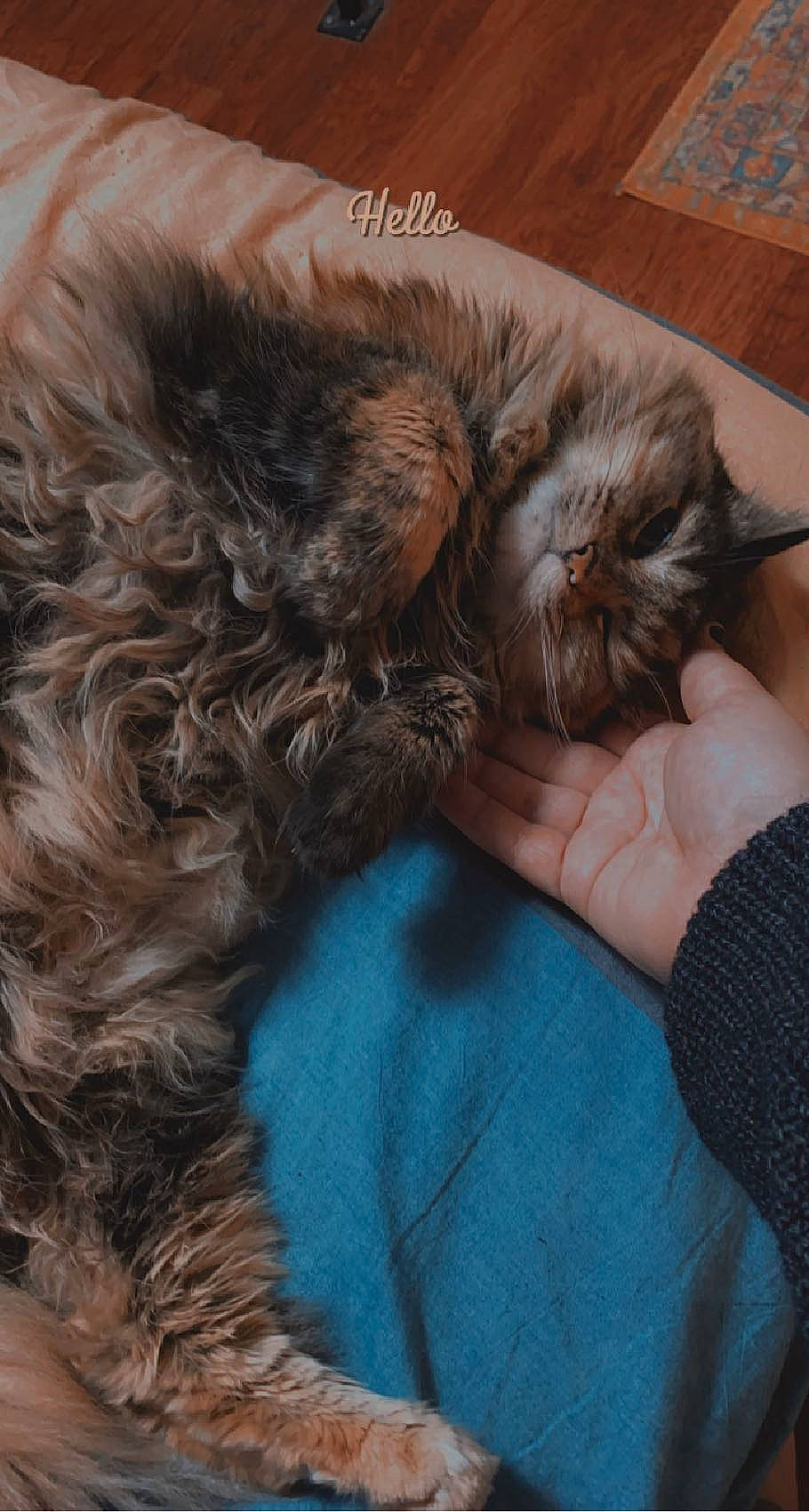 Alley is registered to the contest to win money with this photo: canidae, carnivore, cat, claw, comfort, companion_dog, dog_breed, ear, electric_blue, fawn, felidae, fur, gesture, liver, paw, small_to_medium_sized_cats, snout, sporting_group, tail, whiskers