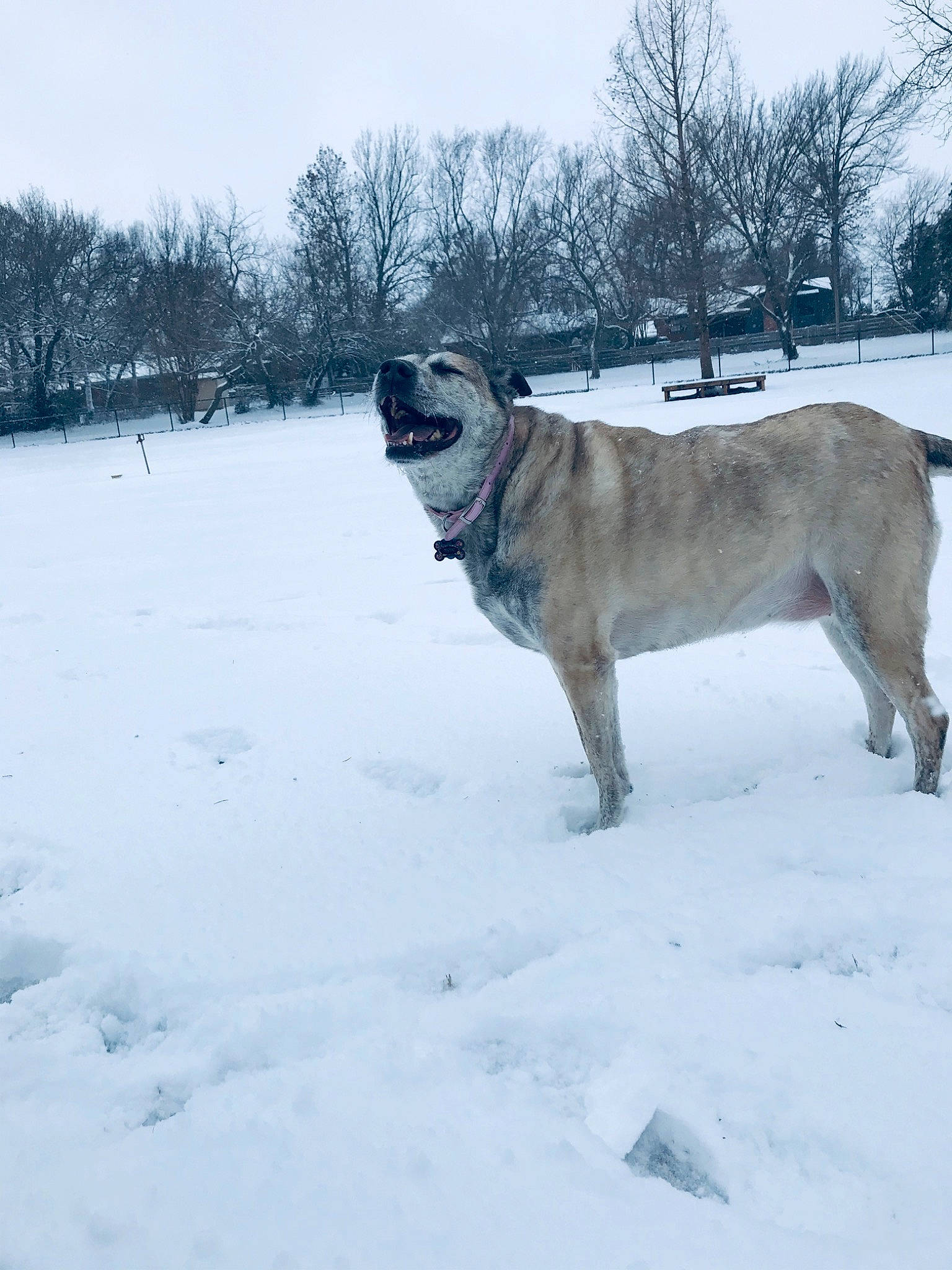 Hyde joined the competition — help win amazing prizes! arctic, canidae, carnivore, collar, companion_dog, dog, dog_breed, dog_collar, fawn, freezing, pet_supply, sky, snout, snow, sporting_group, tail, tree, winter, working_animal, working_dog