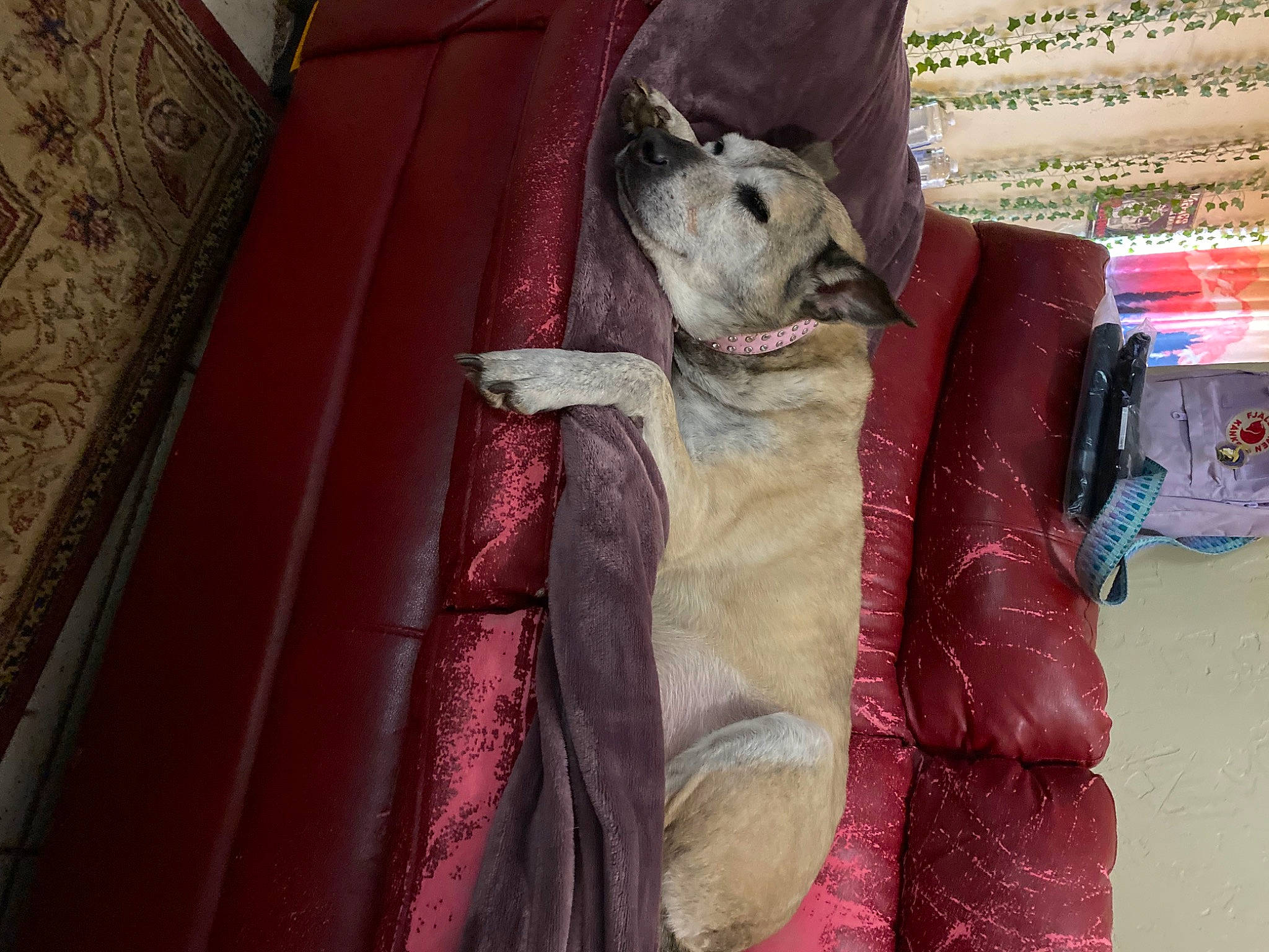 Hyde is registered to the contest to win money with this photo: art, carmine, carnivore, comfort, companion_dog, couch, fawn, felidae, fur, glove, leather_jacket, linens, magenta, pattern, pink, purple, room, sleeve, small_to_medium_sized_cats, wood