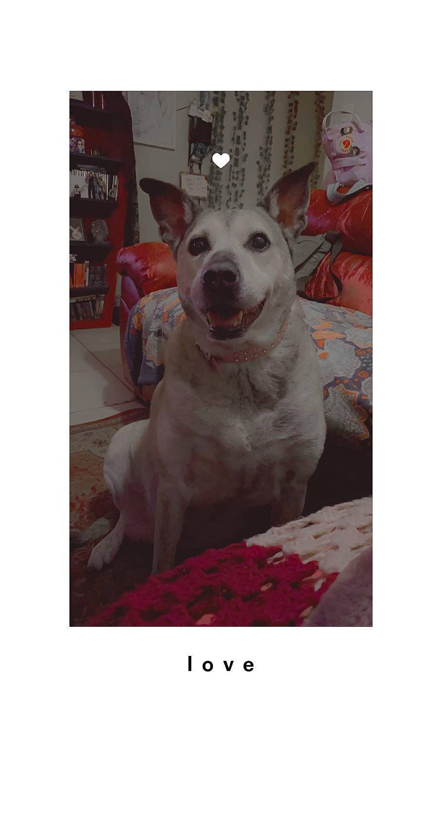 Hyde joined the competition — help win amazing prizes! art, carnivore, companion_dog, dog, dog_breed, flooring, font, fur, happy, magenta, metal, photo_caption, picture_frame, rectangle, room, snout, square, t_shirt, visual_arts, whiskers