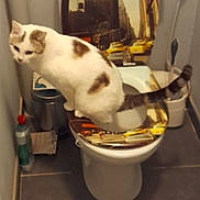 Prince participe au concours pour gagner de l'argent avec cette photo : animal, bathroom, brown_spots, cat, cityscape_print, cleaning_product, curious, household, indoor, pet, sink_faucet, small_room, tile_floor, toilet, toilet_brush, toilet_paper, toilet_seat, trash_can, wall, white_cat