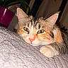 animal, blanket, cat, close_up, cozy, cute, feline, fur, green_leaves, indoor, lying_down, orange, pet, pink, plant, pot, relaxed, tabby, whiskers, white