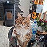 cat, kitten, maine_coon, fluffy, long_hair, tabby, brown, white, pet, animal, sitting, portrait, whiskers, ears, eyes, indoors, living_room, coffee_table, houseplants, fireplace