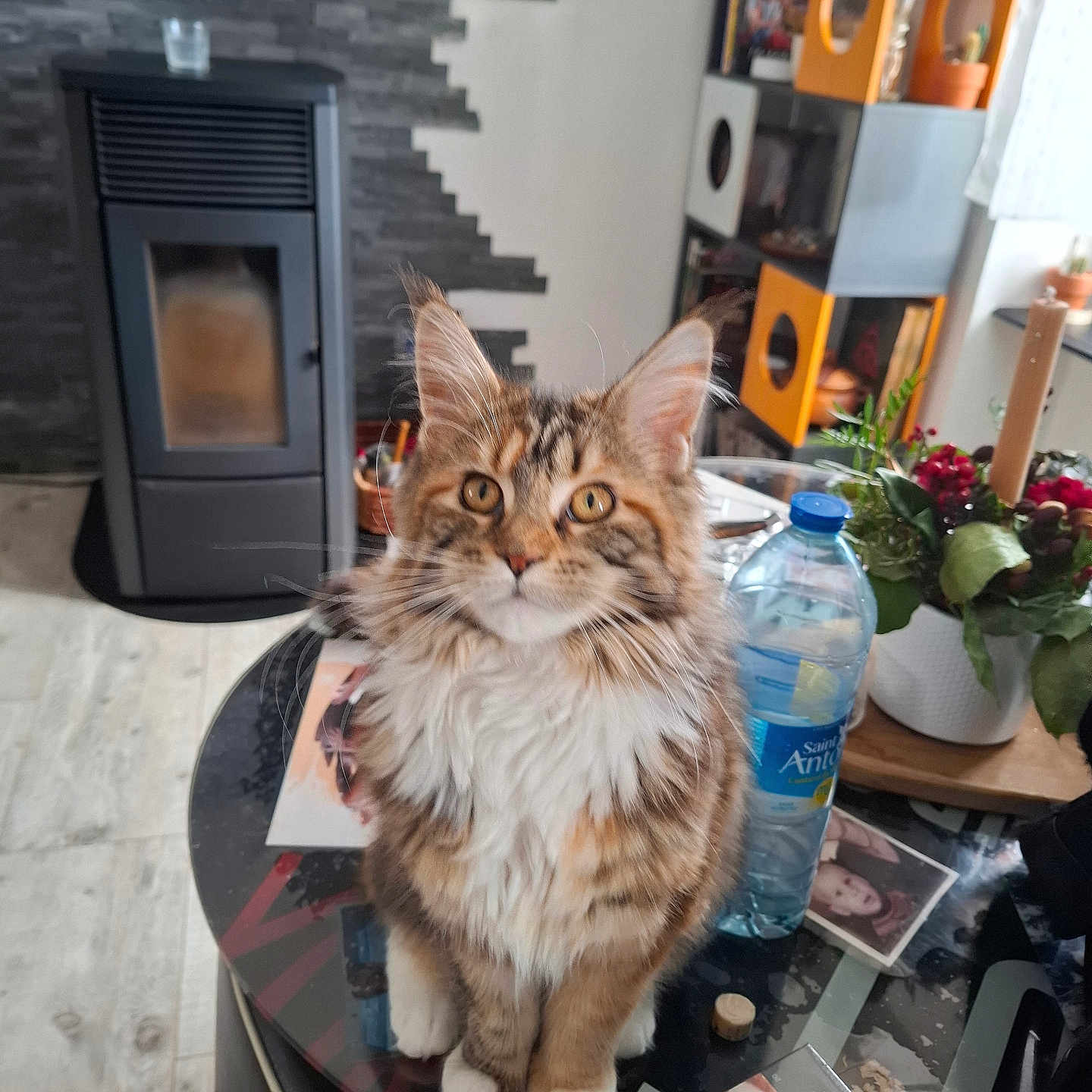 Athena participe au concours pour gagner de l'argent avec cette photo : cat, kitten, maine_coon, fluffy, long_hair, tabby, brown, white, pet, animal, sitting, portrait, whiskers, ears, eyes, indoors, living_room, coffee_table, houseplants, fireplace