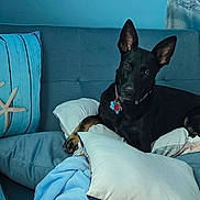 Meeko is registered to the contest to win money with this photo: dog, black_dog, couch, pillow, blue_couch, indoor, pet, relaxed, animal, fur, ears, collar, tag, blanket, home, comfort, resting, furniture, living_room, curious