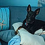 dog, black_dog, couch, pillow, blue_couch, indoor, pet, relaxed, animal, fur, ears, collar, tag, blanket, home, comfort, resting, furniture, living_room, curious