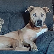 Bella is registered to the contest to win money with this photo: animal, armchair, blue_eyes, brown_dog, calm, canine, companion, cozy, cute, dog, domestic_animal, furniture, home_interior, indoor, looking_at_camera, pet, portrait, relaxed, resting, seated