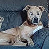 animal, armchair, blue_eyes, brown_dog, calm, canine, companion, cozy, cute, dog, domestic_animal, furniture, home_interior, indoor, looking_at_camera, pet, portrait, relaxed, resting, seated