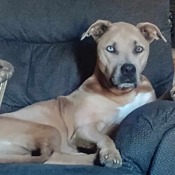Bella