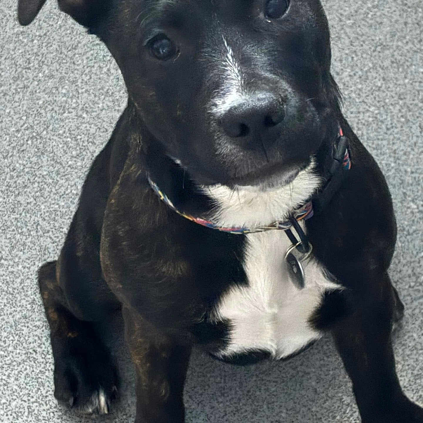 Savvy Suzie is registered to the contest to win money with this photo: adorable, animal, black_dog, canine, collar, companion, cute, dog, domestic_animal, ears, face, floor, fur, indoor, looking_up, pet, puppy, sitting, white_chest, young_dog