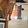 Pioupiou a rejoint le concours — aidez-le/la à gagner de superbes lots ! cat, orange_cat, glowing_eyes, kitchen, counter, fridge, magnet, cartoon_cat, indoor, pet, feline, animal, domestic, furry, standing, curious, shadow, household, cute, funny