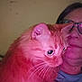 cat, orange_cat, fluffy, close_up, person, glasses, shoulder, indoor, pet, whiskers, face, portrait, looking_away, feline, domestic_animal, companion, calm, pink_light, human, animal