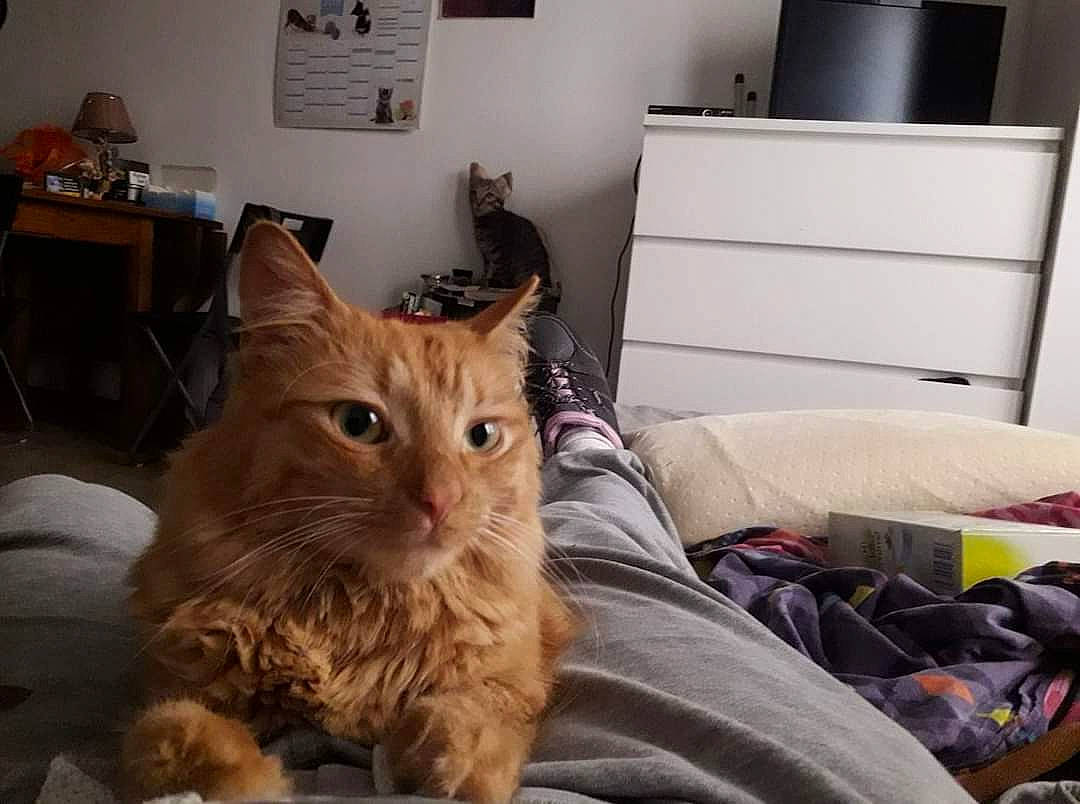 Pipo a rejoint le concours — aidez-le/la à gagner de superbes lots ! bed, box, cabinetry, carnivore, cat, comfort, domestic_short_haired_cat, fawn, felidae, fur, hardwood, linens, paw, room, siberian, small_to_medium_sized_cats, whiskers, wood