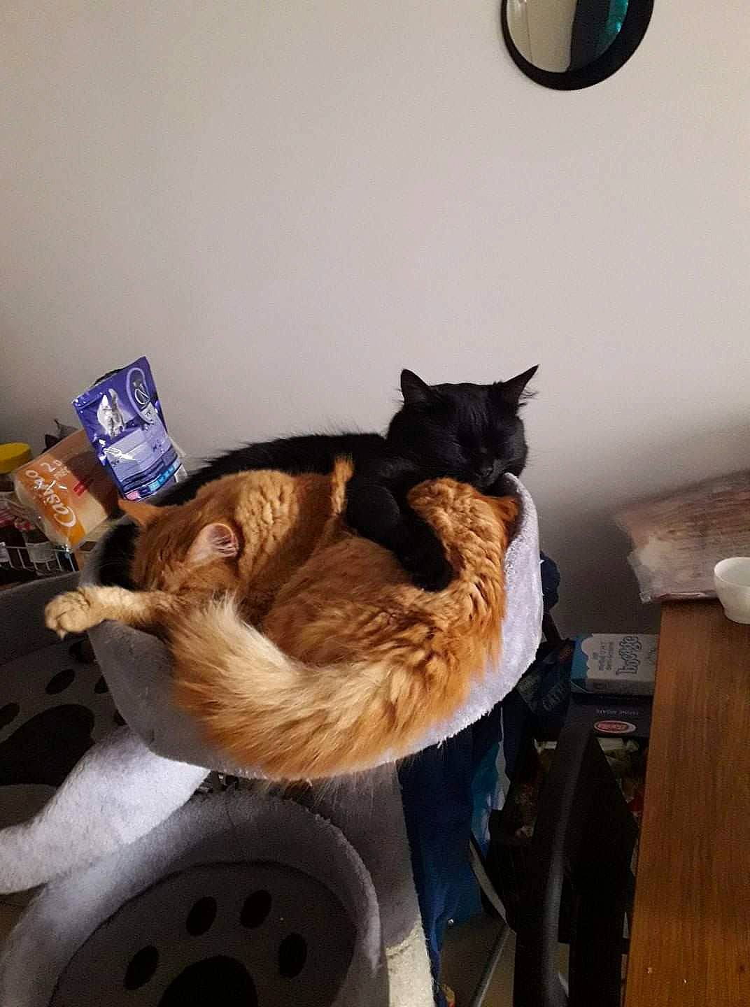 Pipo participe au concours pour gagner de l'argent avec cette photo : bed, black_cat, canidae, carnivore, cat, comfort, companion_dog, domestic_short_haired_cat, felidae, fur, hardwood, hat, light_fixture, nap, room, small_to_medium_sized_cats, tail, whiskers, wood