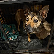 Shyla joined the competition — help win amazing prizes! animal, blanket, brown_dog, cage, canine, close_up, container, crate, curious, dog, ears, expression, floor, fur, home, indoor, looking_up, pet, shelf, wood_floor