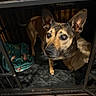 animal, blanket, brown_dog, cage, canine, close_up, container, crate, curious, dog, ears, expression, floor, fur, home, indoor, looking_up, pet, shelf, wood_floor