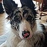 Némo a rejoint le concours — aidez-le/la à gagner de superbes lots ! animal, black_and_white, border_collie, camera_watermark, close_up, dog, facial_markings, fluffy, fur, indoors, large_ears, living_room, long_hair, looking_at_camera, pet, pink_nose, portrait, sitting, tile_floor, wooden_furniture