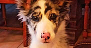 Némo participe au concours pour gagner de l'argent avec cette photo : animal, black_fur, blue_eyes, brown_fur, camera_watermark, dog, fluffy, front_view, indoors, long_fur, pet, pink_nose, portrait, puppy, red_background, sitting, tile_floor, tri_color, white_fur, wooden_furniture
