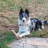 dog, border_collie, black_and_white, fluffy, long_hair, pointed_ears, lying_down, front_paws, stick, outdoor, grass, dry_grass, garden, stone_paving, pet, animal, portrait, alert, fur, natural_light