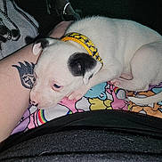 Yoda is registered to the contest to win money with this photo: puppy, dog, collar, tattoo, human_arm, blanket, fabric, paw, tail, close_up, snout, nose_spots, cartoon_print, colorful, indoor, flash_photography, cute, sleeping, pet, animal