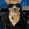 Nugget is registered to the contest to win money with this photo: dog, sunglasses, fur_coat, indoor, necklace, pet, brown_dog, accessory, fashion, portrait, cute, canine, black_fur, animal, domestic_animal, closeup, wearing, sitting, household, cool