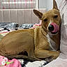 dog, tongue_out, bed, blanket, pillow, indoor, window, decorative_beads, tan_dog, cute, pet, resting, cozy, fur, animal, playful, ears_up, lying_down, home, comfort