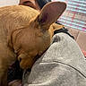 dog, person, indoor, bed, blanket, hoodie, window, blinds, decorations, tan_dog, close_up, affection, pet, animal, resting, cozy, comfort, casual_clothing, human, friendship