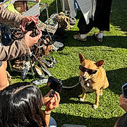 Nugget joined the competition — help win amazing prizes! dog, sunglasses, grass, people, photography, market, outdoor, casual, leisure, shopping, shoes, clothing, sunlight, pets, technology, phone, hand, candid, brown_dog, accessory