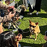 dog, sunglasses, grass, people, photography, market, outdoor, casual, leisure, shopping, shoes, clothing, sunlight, pets, technology, phone, hand, candid, brown_dog, accessory