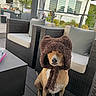 Nugget joined the competition — help win amazing prizes! dog, hat, brown_hat, patio, outdoor, furniture, wicker_chair, cushion, deck, house, window, plant, tree, dog_sitting, canine, pet, animal, fur, ears_covered, cozy