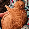 Coco joined the competition — help win amazing prizes! cat, orange_tabby, sleeping, curled_up, fleece_blanket, love_pattern, heart_pattern, cozy, foot, pet, indoor, cute, fluffy, resting, domestic_cat, warm_lighting, close_up, snug, relaxing, animal